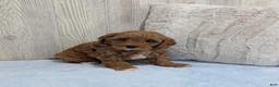 Cavapoo dogs for sale: Logan - Ad 4