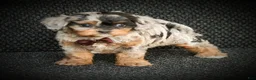 Cavapoo dogs for sale: Robo - Ad 4