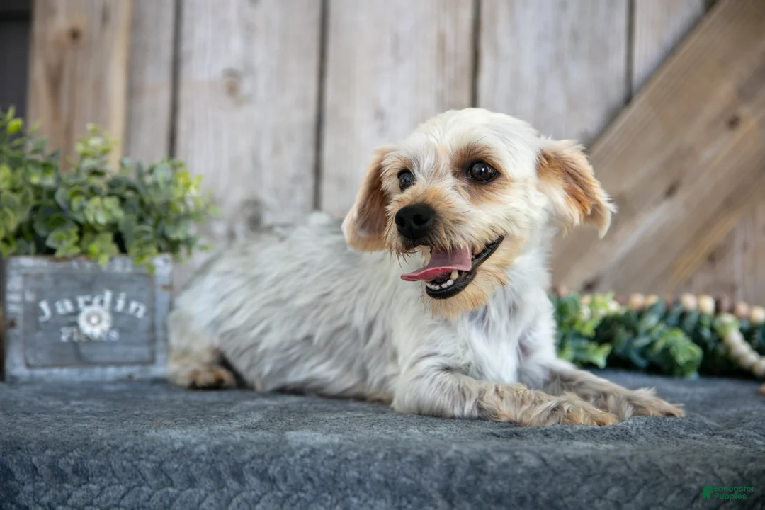 Yorkshire Terrier dogs for sale: Tucker - Ad 4