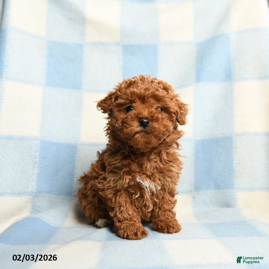 Toy Poodle dogs Annie - Ad 14