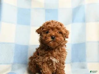 Toy Poodle dogs Annie - Ad 14