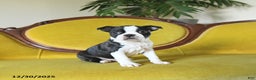 Boston Terrier dogs for sale: Prancer - Ad 8