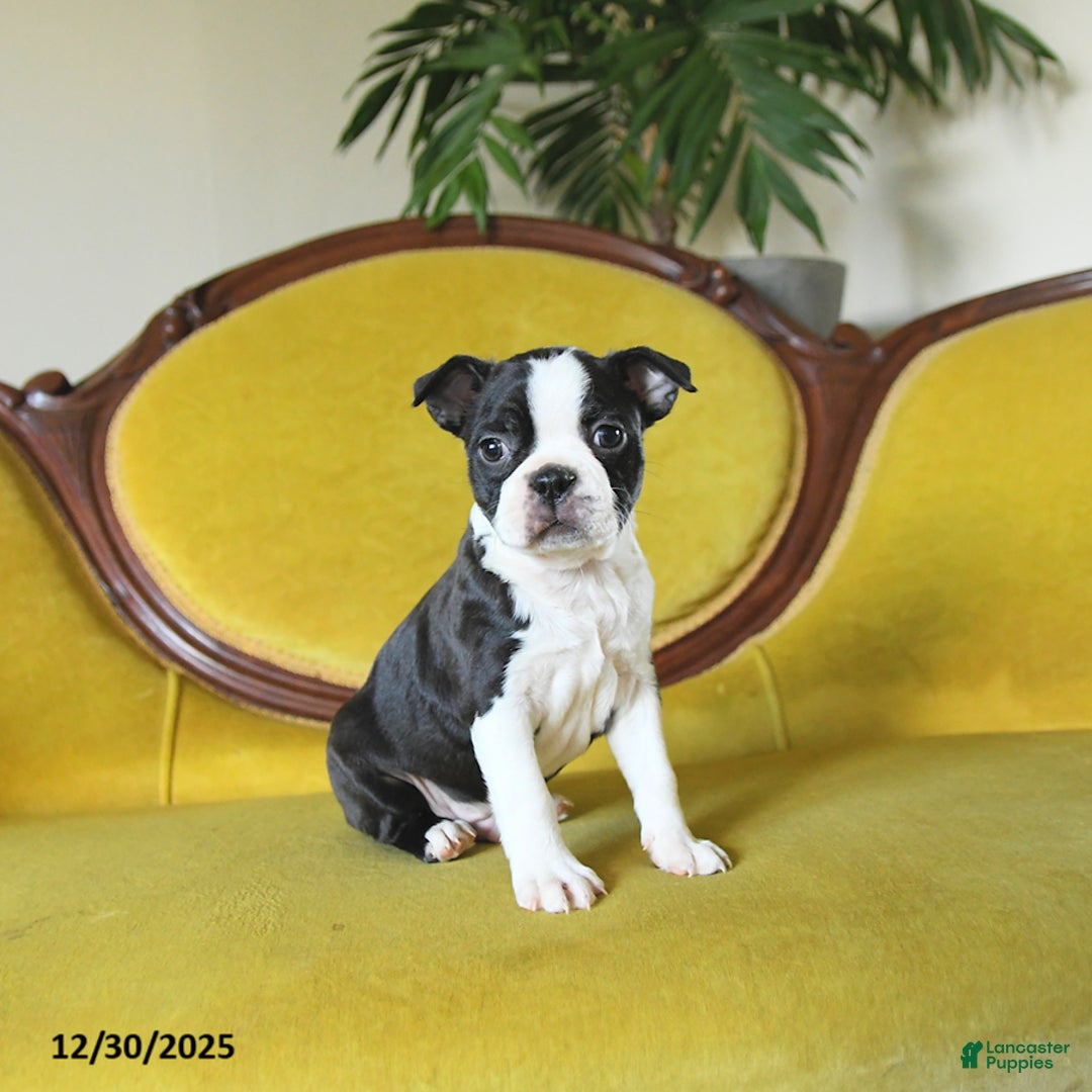 Boston Terrier dogs for sale: Prancer - Ad 8