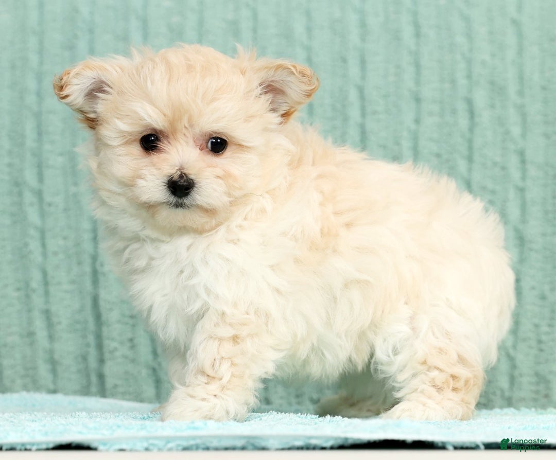 Pomapoo dogs for sale: Tammy - Ad 4