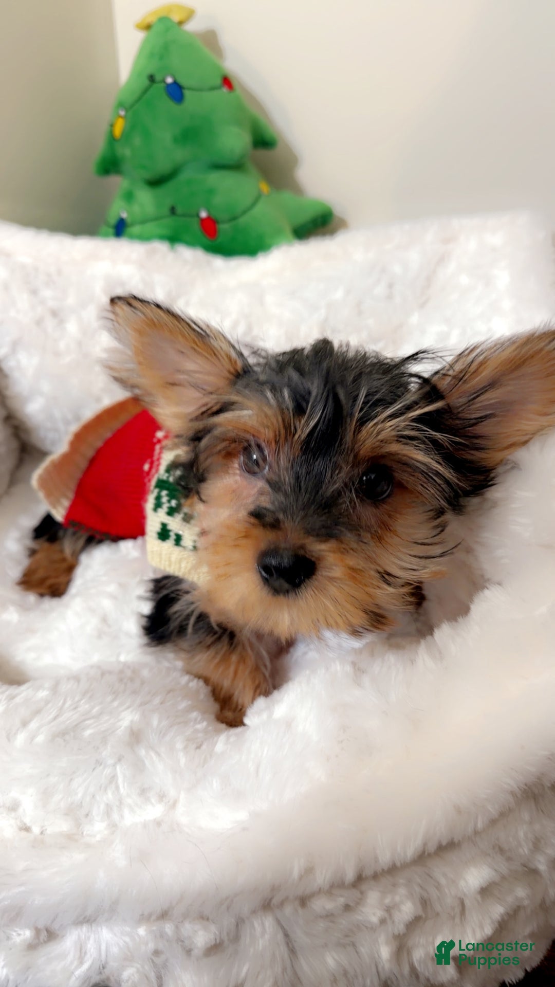 Yorkshire Terrier dogs for sale: Mr Bentley  - Ad 3