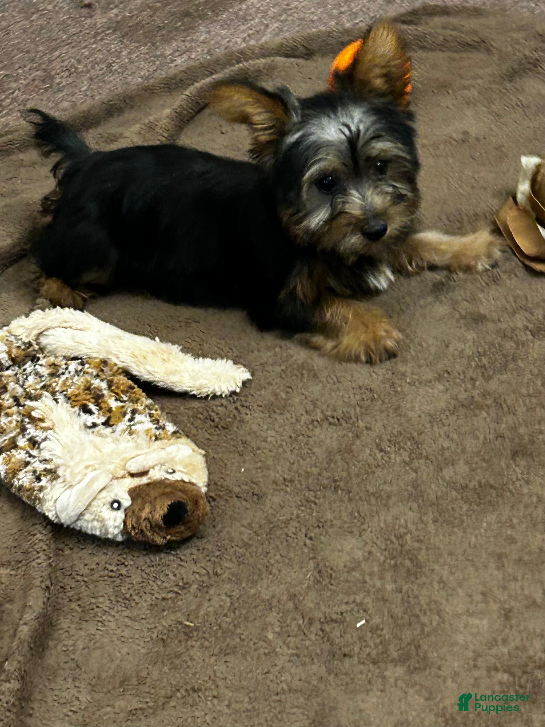 Silky Terrier dogs Ellir - Ad 1