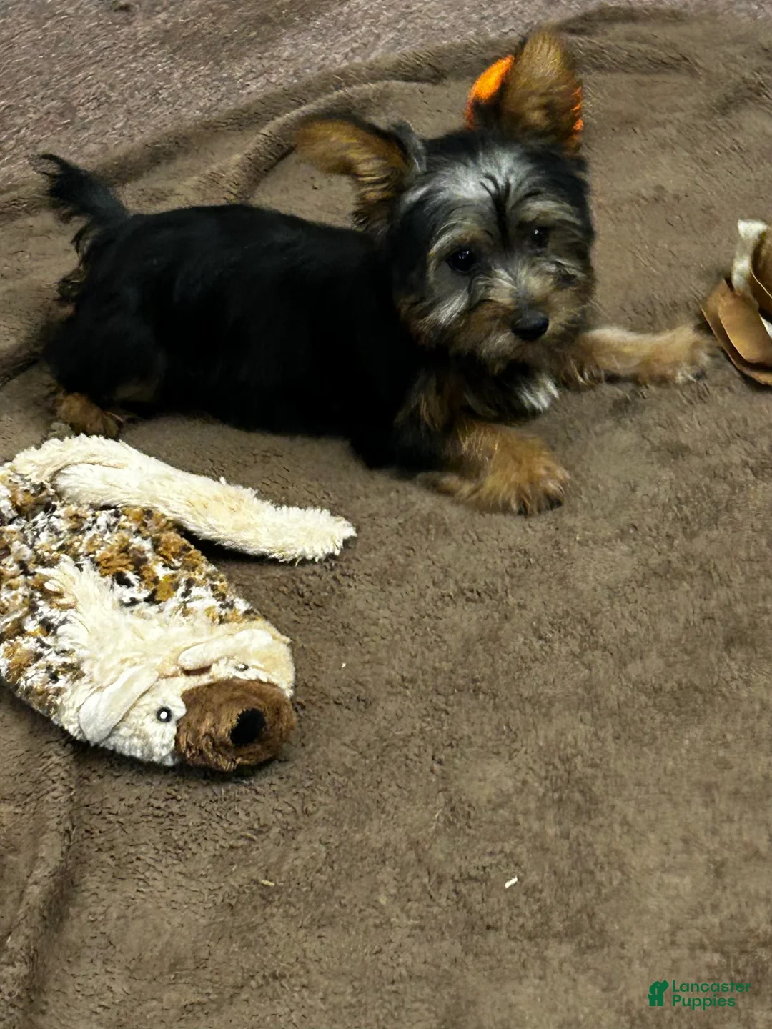 Silky Terrier dogs for sale: Ellir - Ad 1