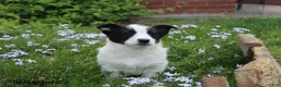 Mixed Breed dogs for sale: Jake - Ad 3