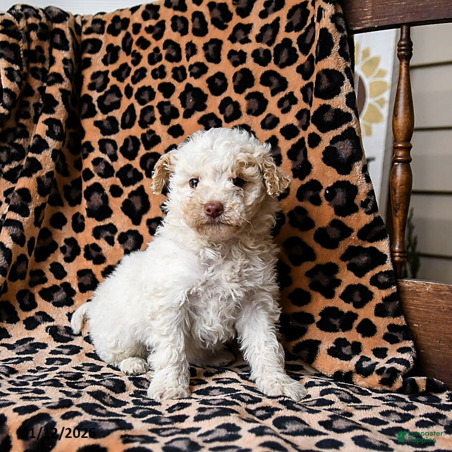 Miniature Labradoodle dogs Milkyway - Ad 12