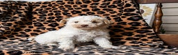 Miniature Labradoodle dogs for sale: Milkyway - Ad 1