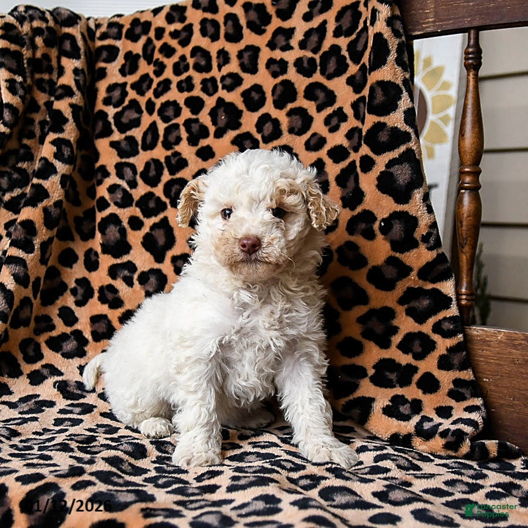 Miniature Labradoodle dogs for sale: Milkyway - Ad 1