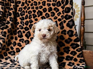 Miniature Labradoodle dogs Milkyway - Ad 12