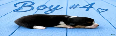 Welsh Corgi Pembroke Puppy 4
