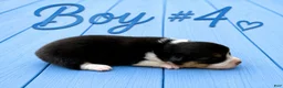 Welsh Corgi Pembroke dogs for sale: Welsh Corgi Pembroke Puppy 4 - Ad 1