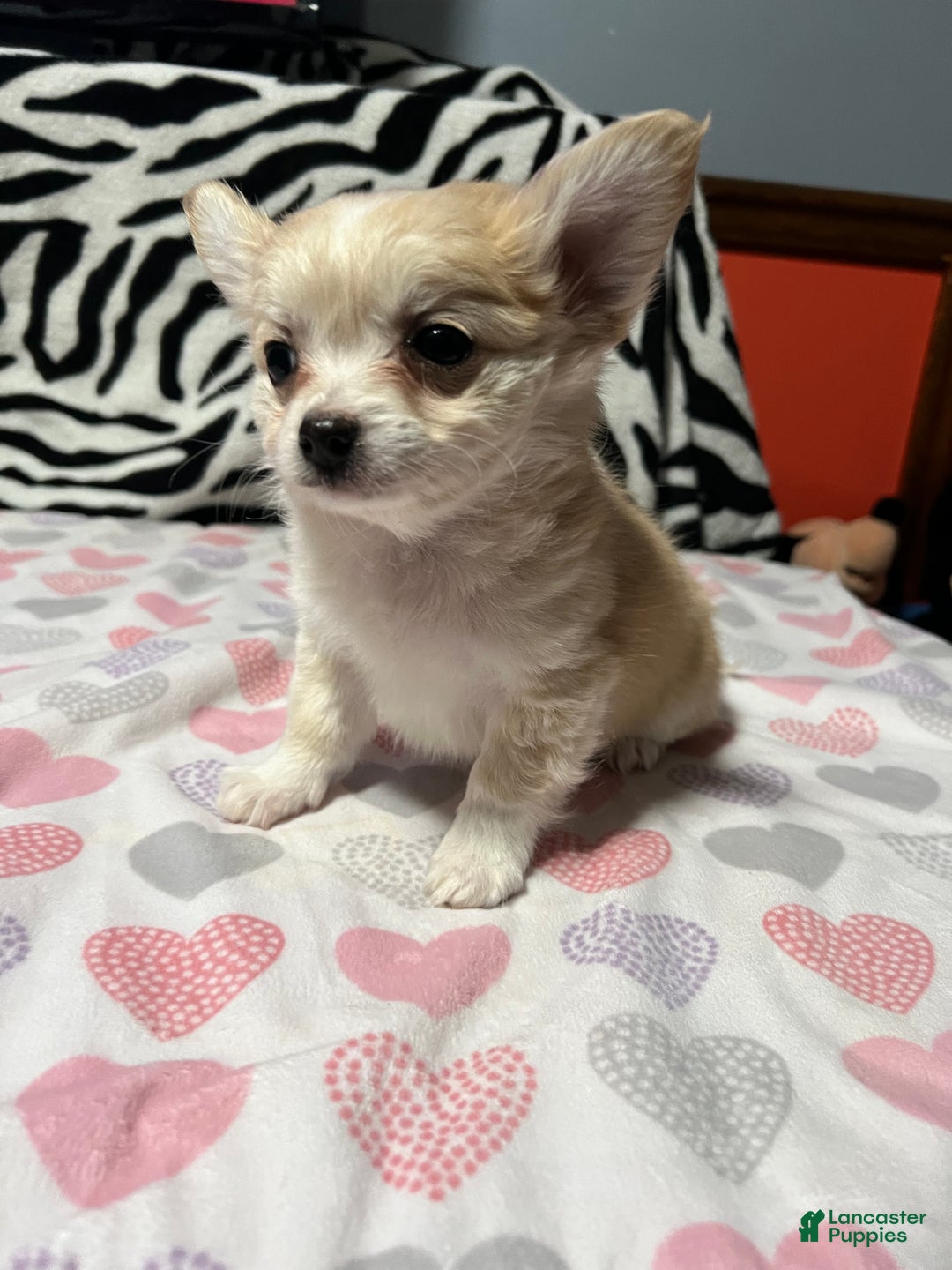 Papillon dogs for sale: Ozzy - Ad 4