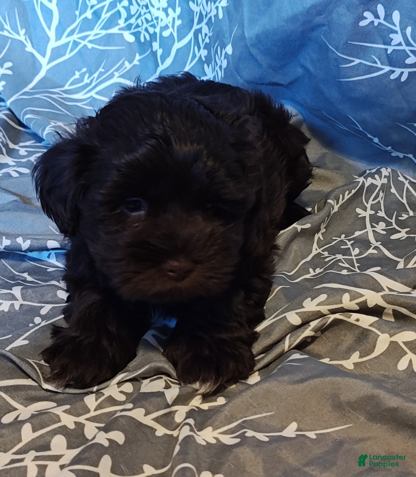 Miniature Schnauzer dogs STOP! WAIT! LOOK at it, just look at this adorable lil face! - Ad 2