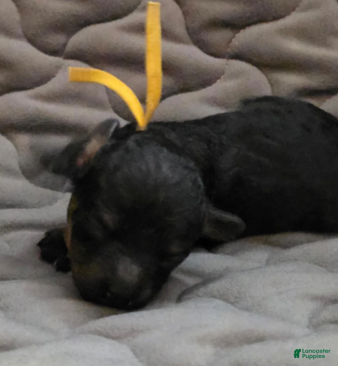 Toy Poodle dogs for sale: Levi - Ad 2