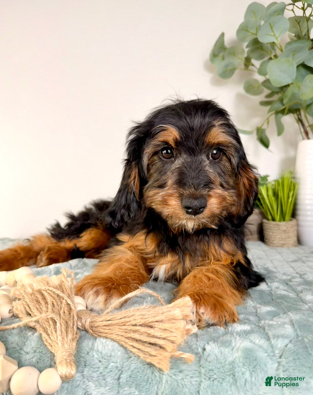 Cockapoo dogs for sale: Teddy - Ad 5