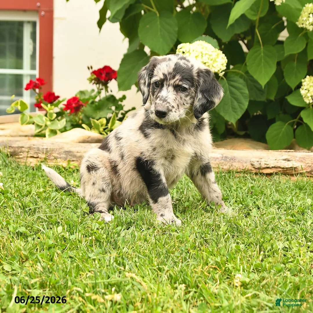 Labradoodle dogs for sale: Duke - Ad 1
