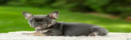 French Bulldog dogs for sale: Forest - Ad 10