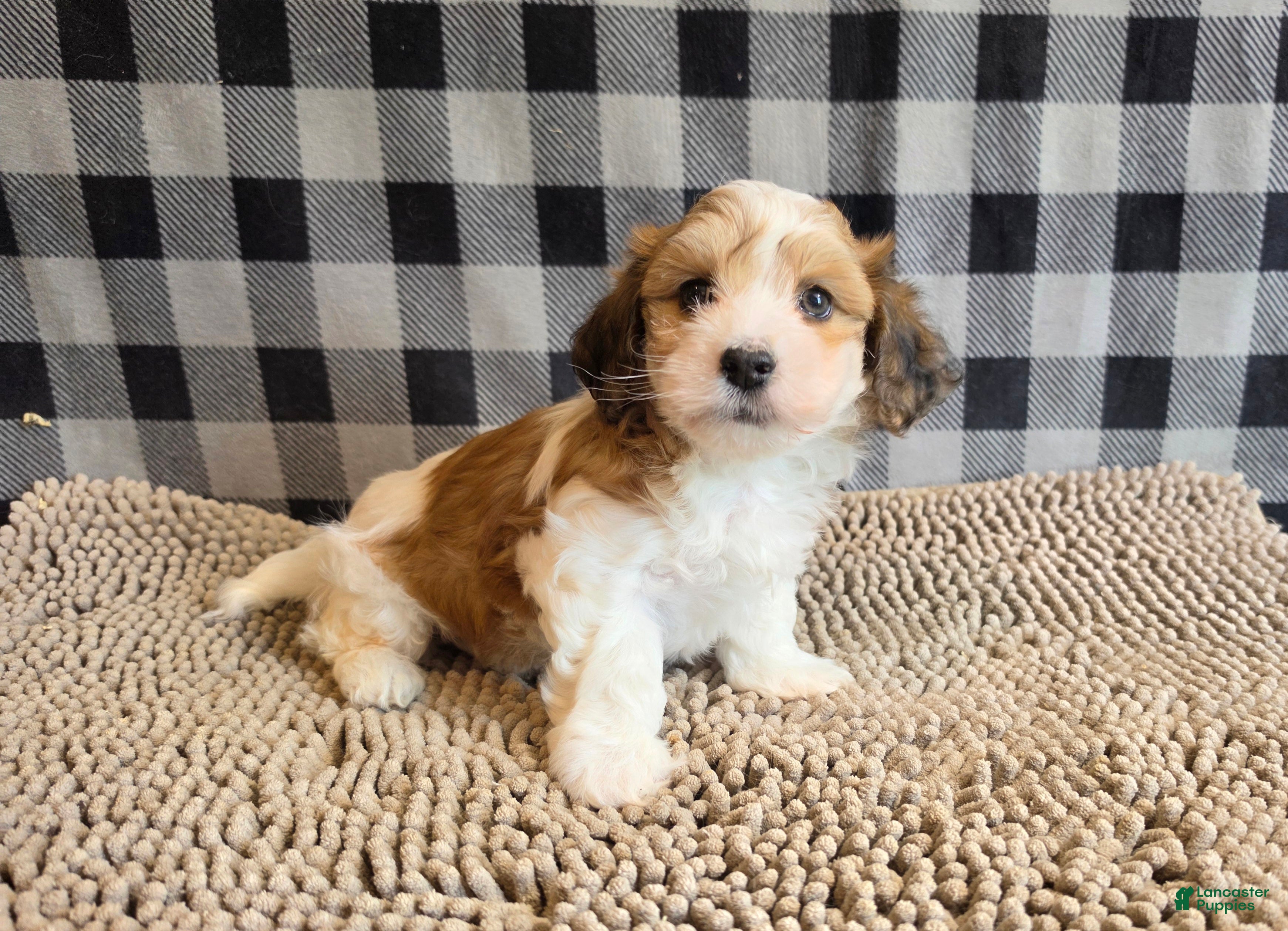 Mixed Breed dogs Ben - Ad 1