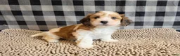 Mixed Breed dogs for sale: Ben - Ad 1