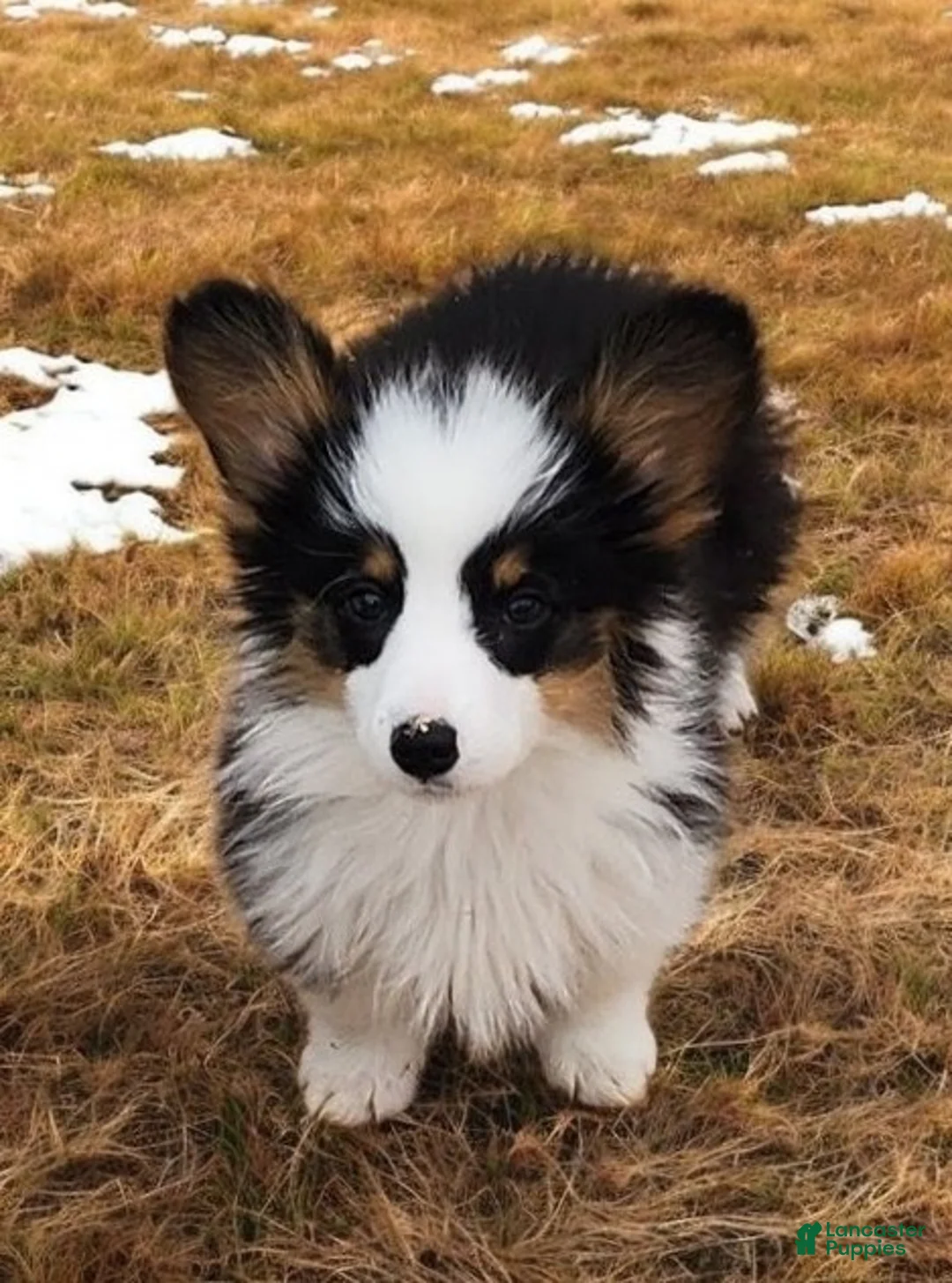 Welsh Corgi Pembroke dogs for sale: Bambi fluffy tri - Ad 7