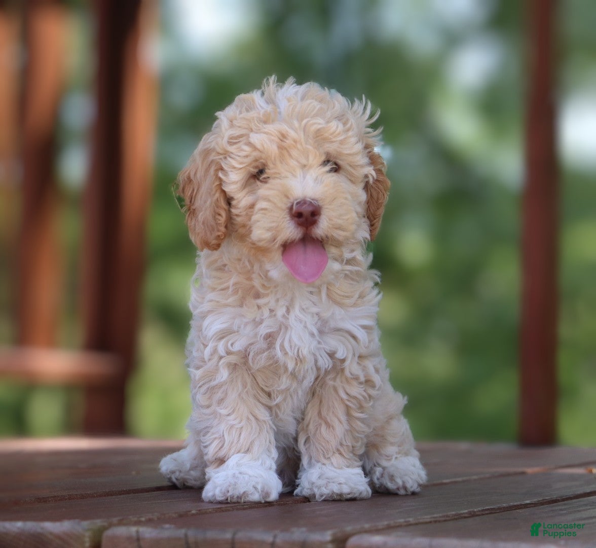 Mixed Breed dogs Cooper- hypoallergenic  - Ad 2
