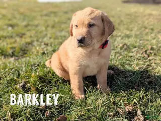 Labrador Retriever dogs for sale: Barkley - Ad 1