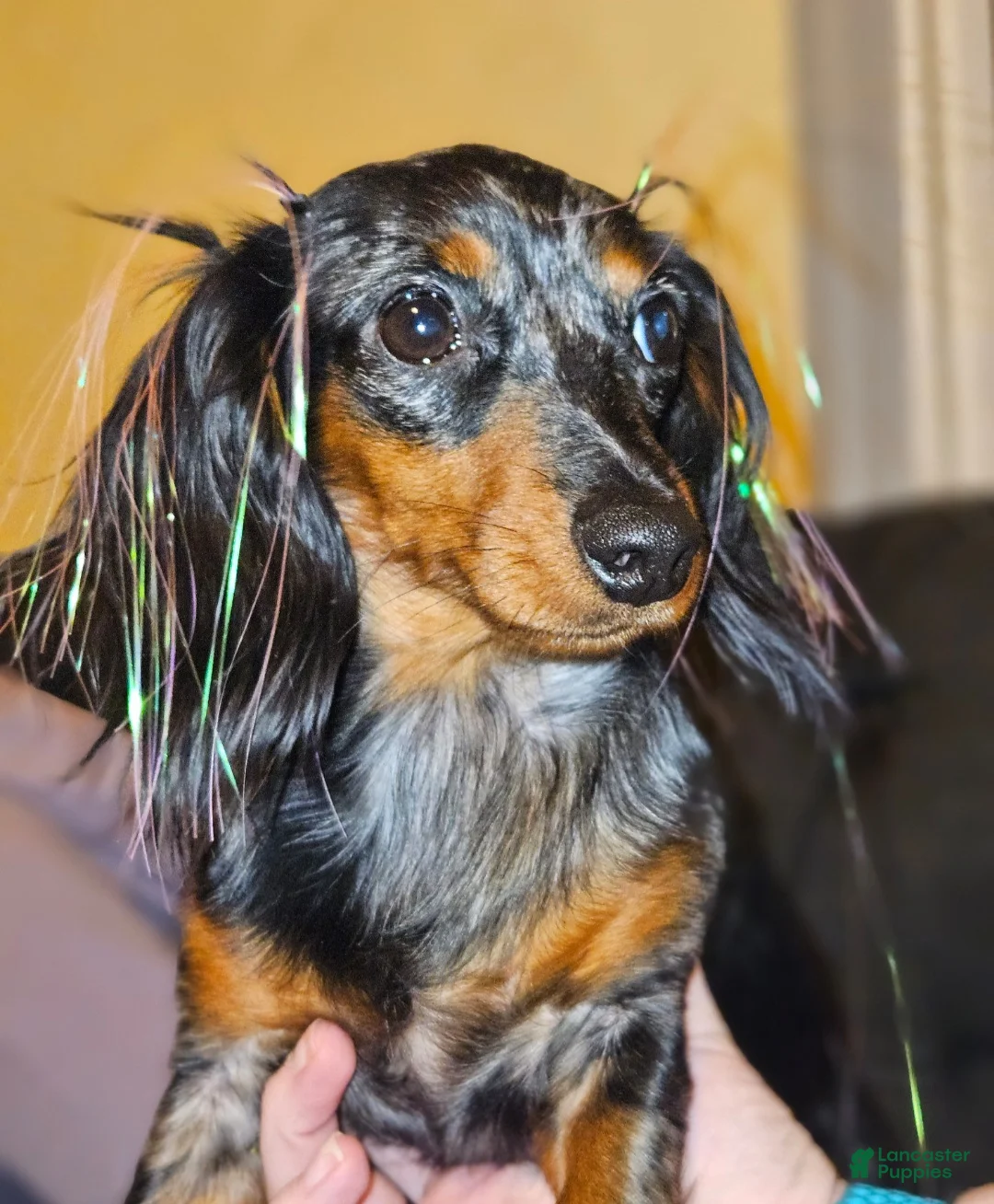 Miniature Dachshund dogs for sale: Dapple (cow) - Ad 5