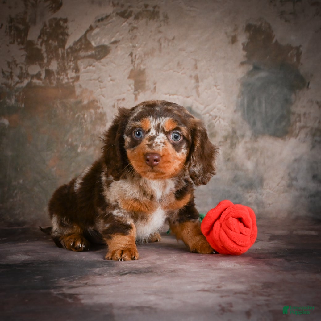 Miniature Dachshund dogs Snoopy - Ad 2