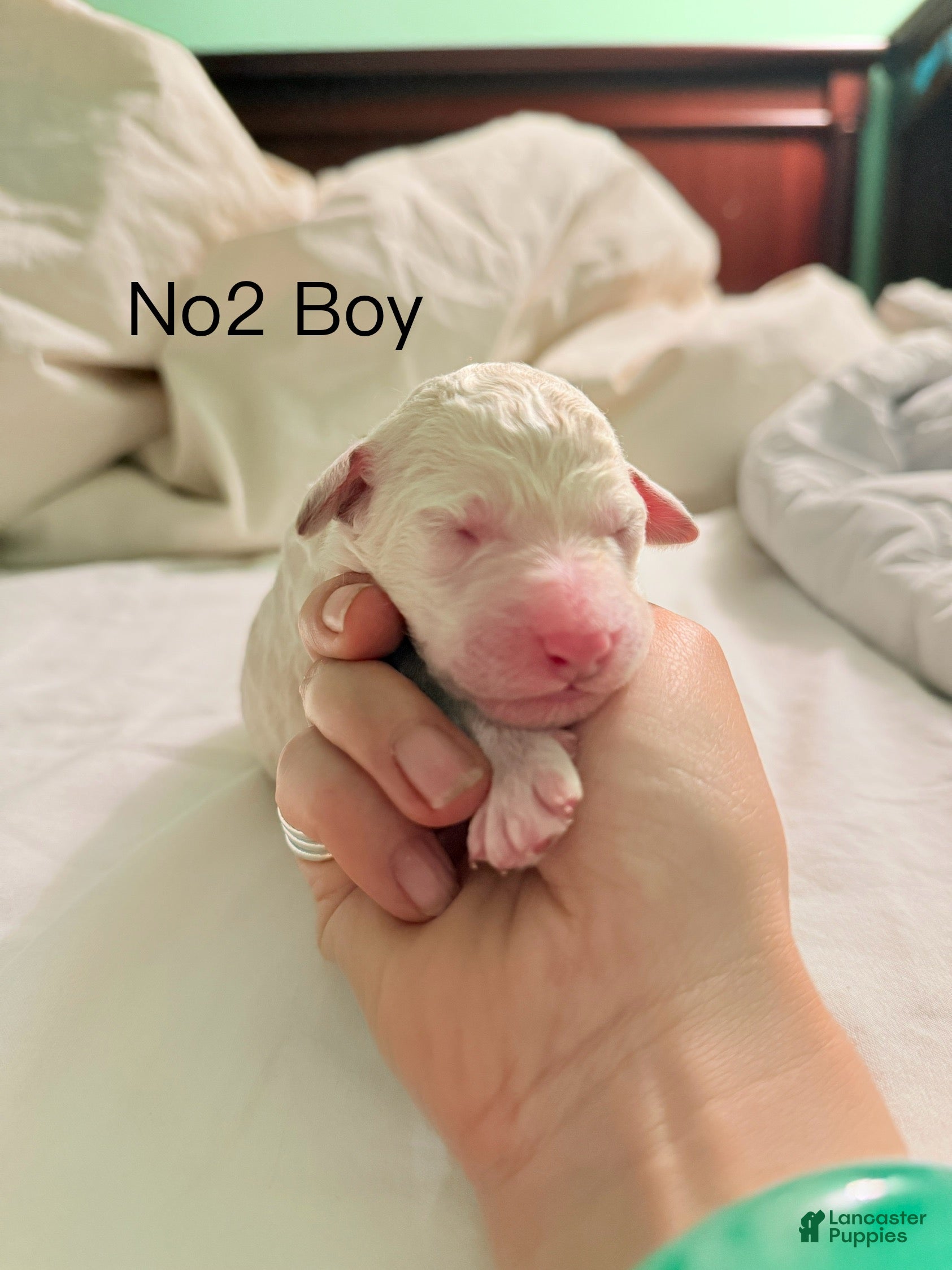 Standard Poodle dogs Standard Poodle Puppy 2 - Ad 11