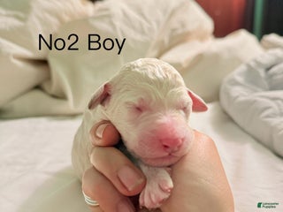 Standard Poodle dogs Standard Poodle Puppy 2 - Ad 34