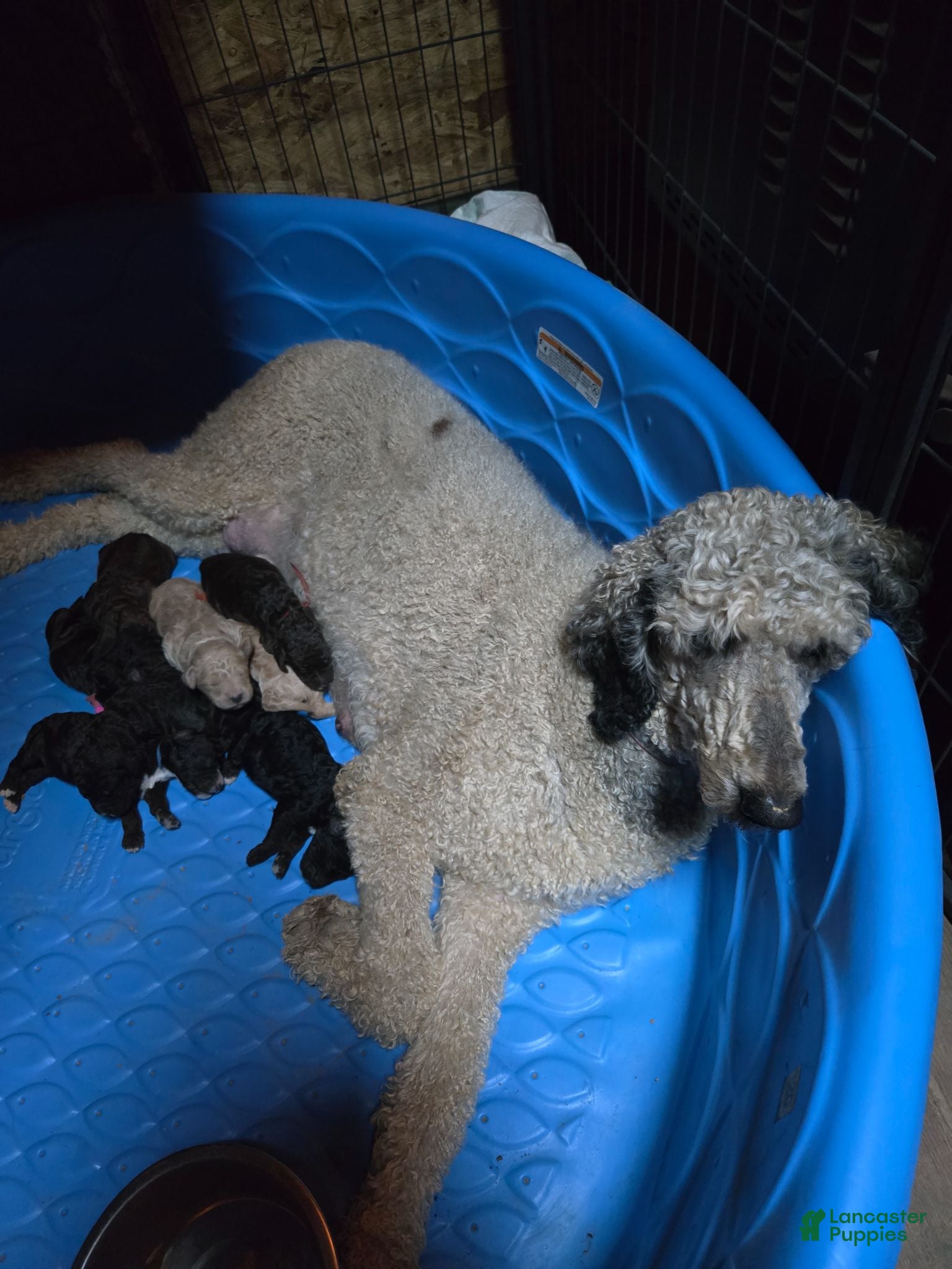 Standard Poodle dogs Rhoads - Ad 2