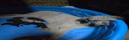 Standard Poodle dogs for sale: Honeysuckle - Ad 2