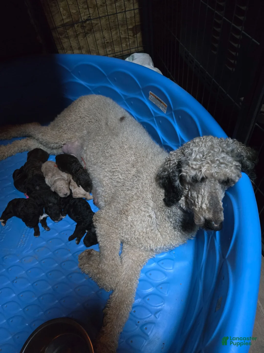 Standard Poodle dogs for sale: Honeysuckle - Ad 2