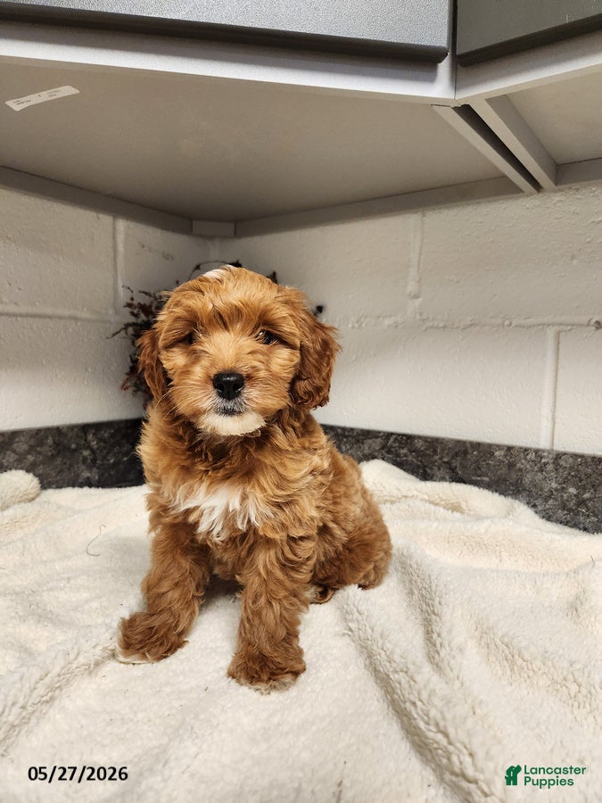 Mini Goldendoodle dogs Delilah - Ad 1