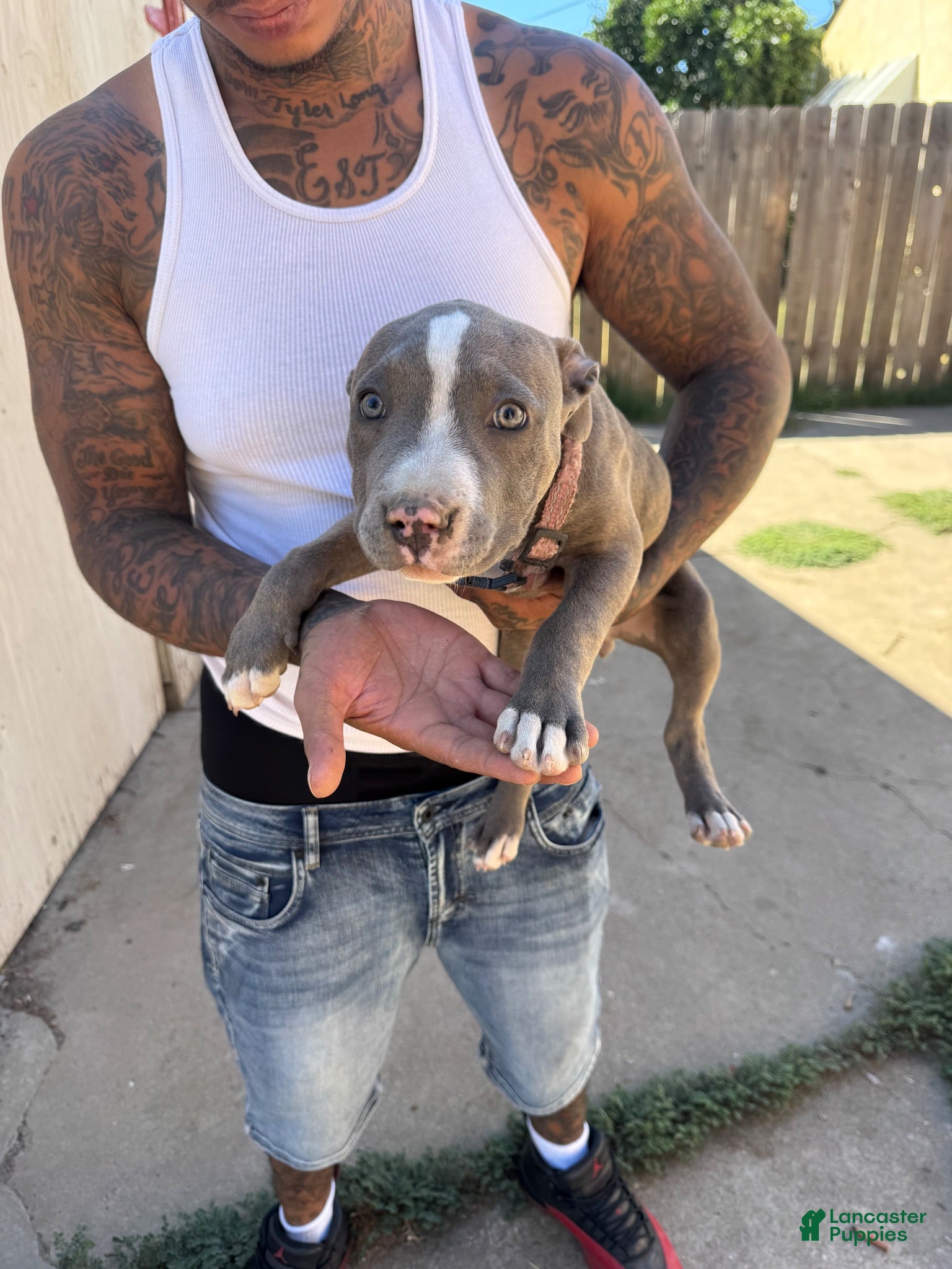 American Pit Bull Terrier dogs American Pit Bull Terrier 1 - Ad 26