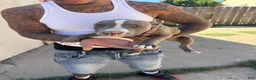American Pit Bull Terrier dogs for sale: American Pit Bull Terrier 1 - Ad 1