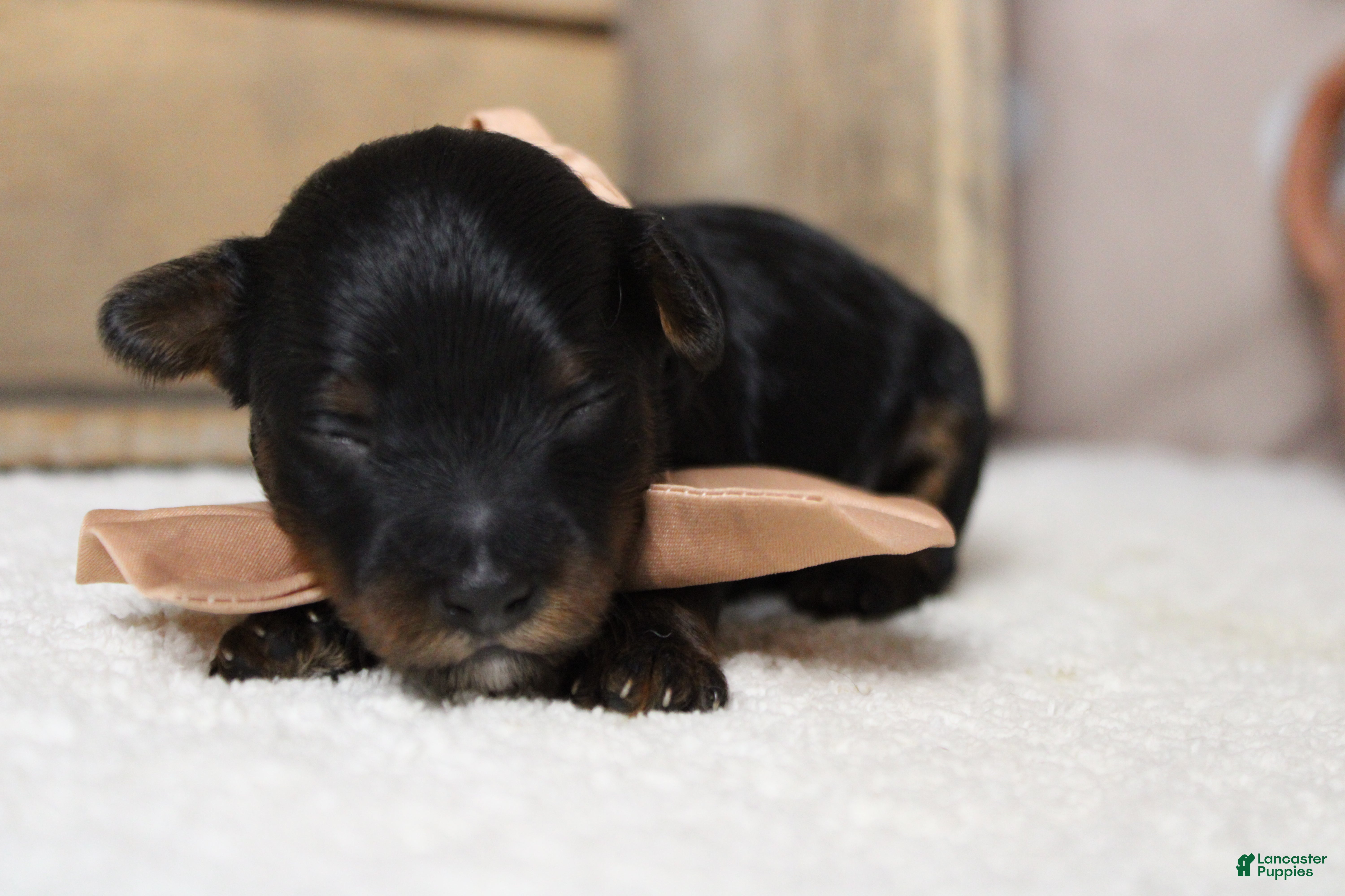 Yorkiepoo dogs Tramp  - Ad 8