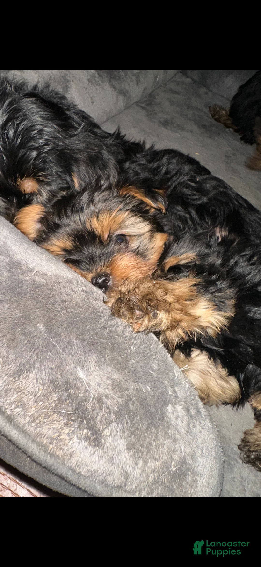 Yorkshire Terrier dogs for sale: Yorkshire Terrier Puppy 3 - Ad 2