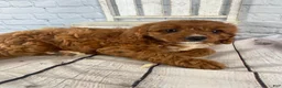 Cavapoo dogs for sale: Tucker - Ad 4