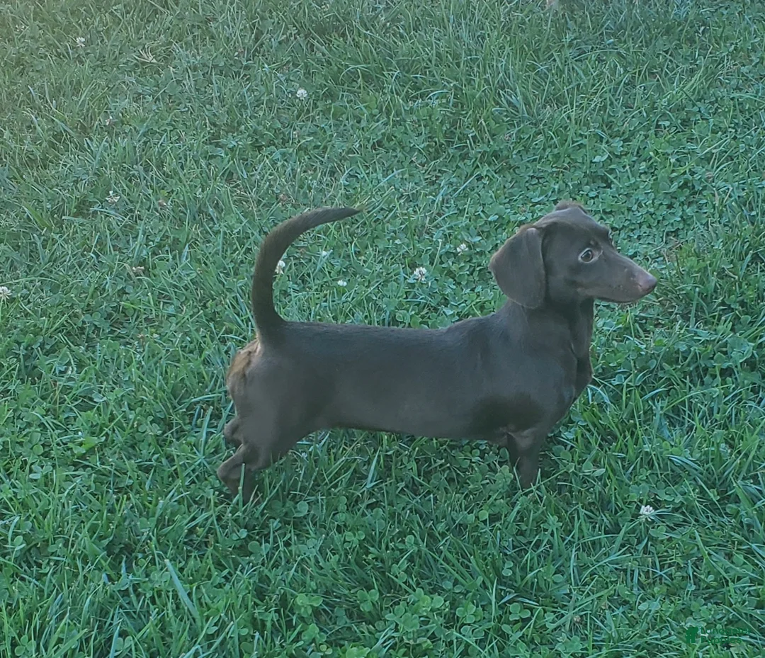 Miniature Dachshund dogs for sale: Miniature Dachshund Puppy 2 - Ad 4