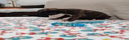 Boxer dogs for sale: Boxer 4 - Ad 6