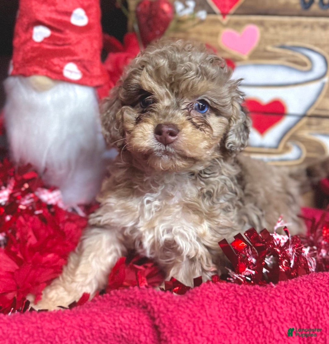 Cockapoo dogs for sale: Princess Ruby  - Ad 1