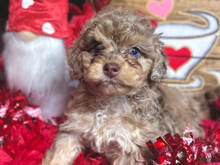 Cockapoo dogs Princess Ruby - Ad 22