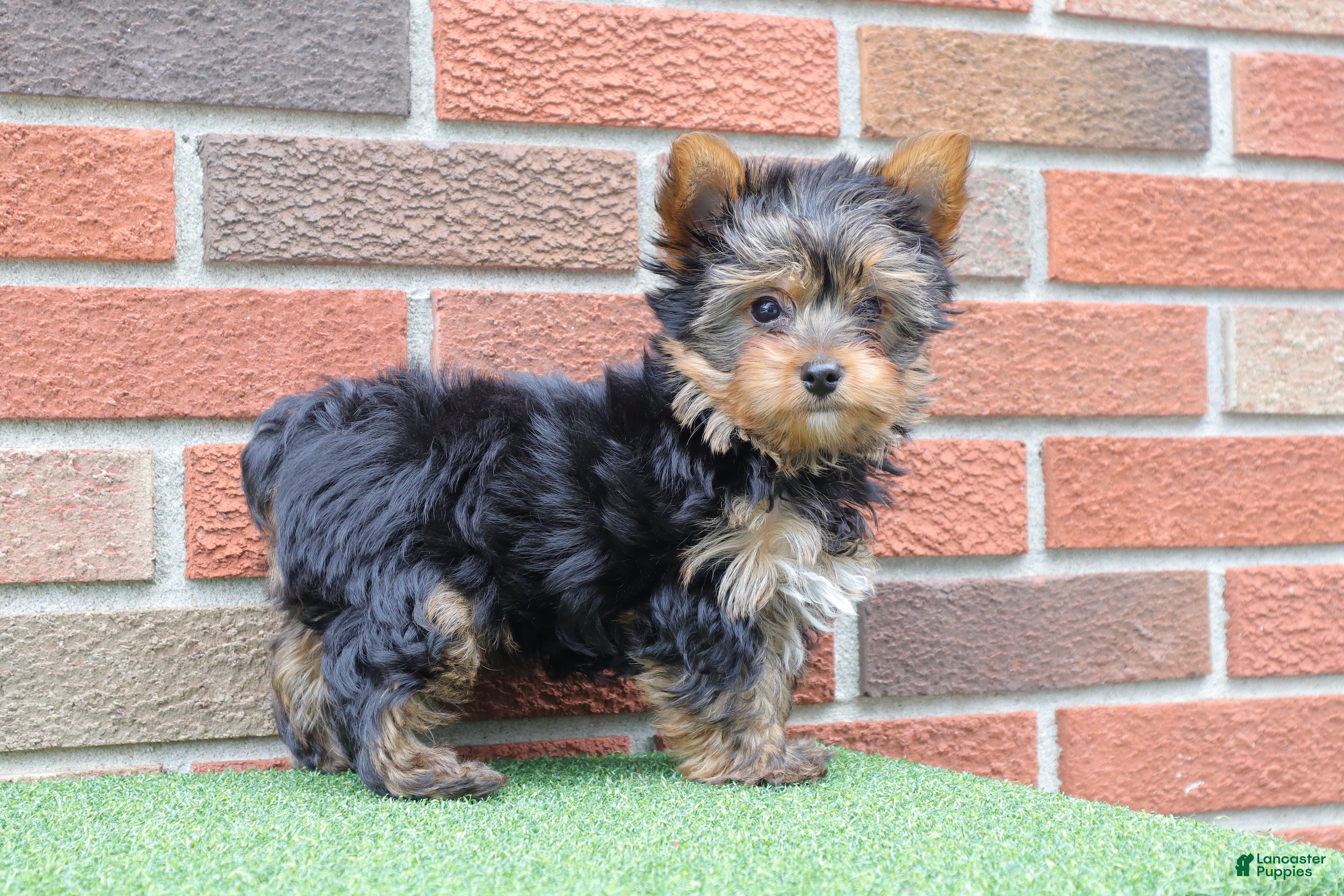 Yorkshire Terrier dogs Tracker  - Ad 1