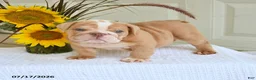 English Bulldog dogs for sale: Tristan - Ad 2