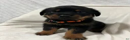 Rottweiler dogs for sale: Taz - Ad 2