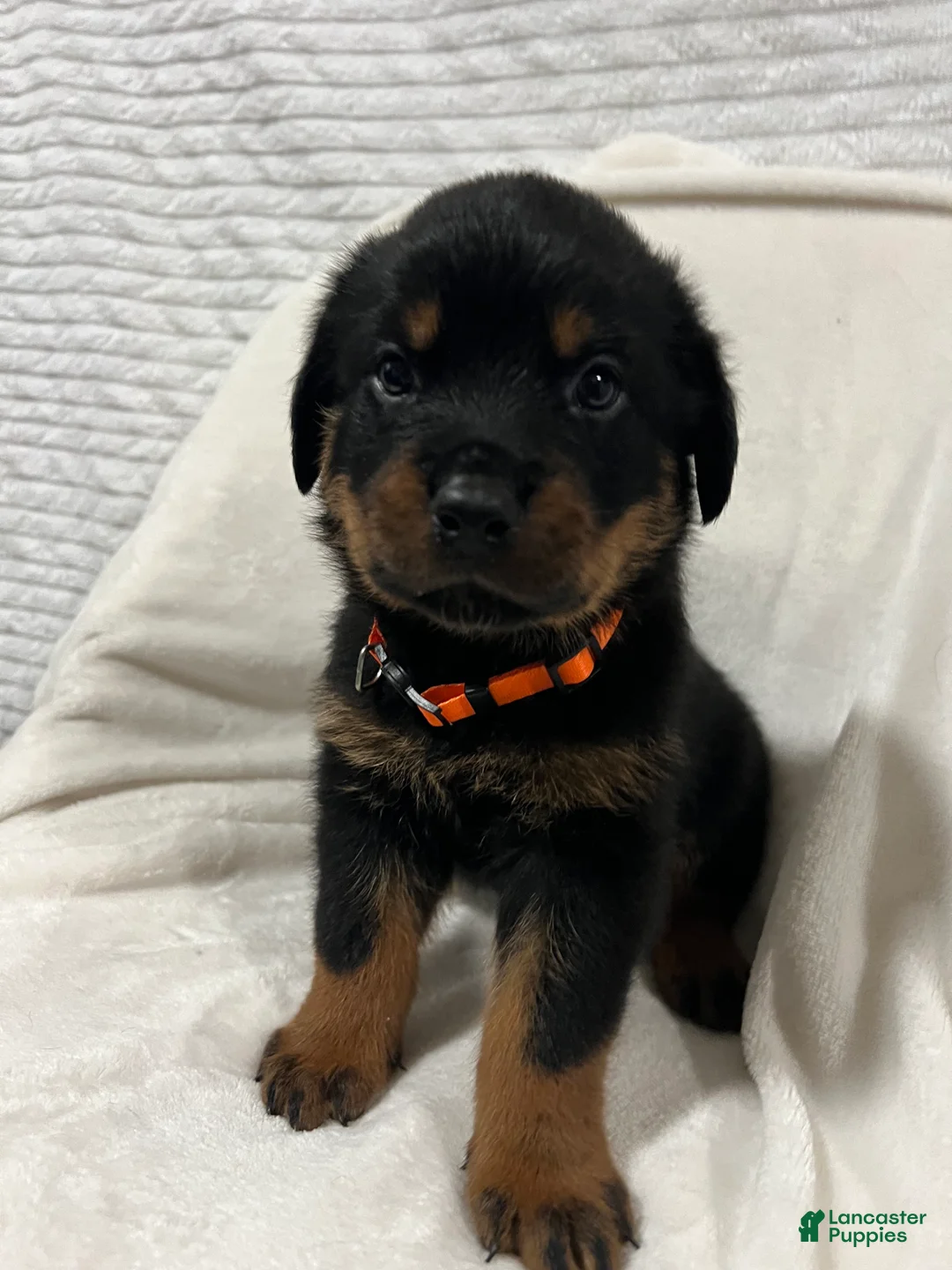 Rottweiler dogs for sale: Taz - Ad 2